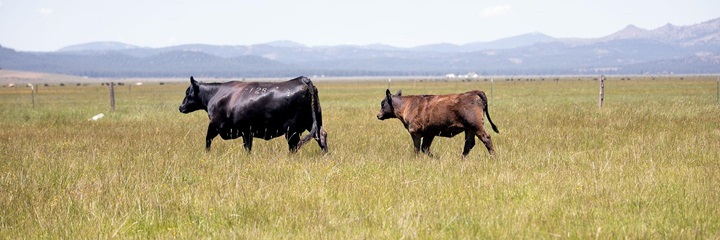 Angus cow and calf walking in a pasture set in the valley of the mountains.