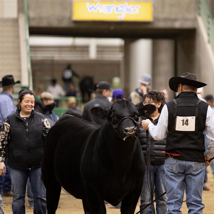 A showman and his supporting crew members preparing to enter the ring with an Angus bull.