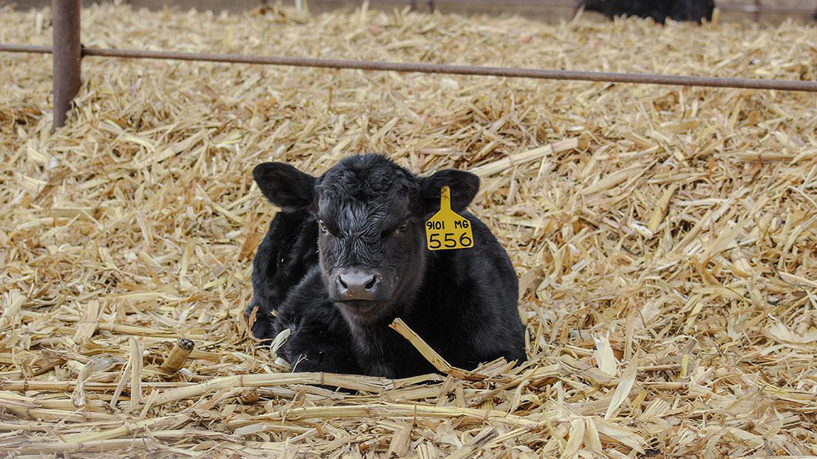 The SDSU Cow-Calf Education and Research Facility. [Photo courtesy of SDSU.]