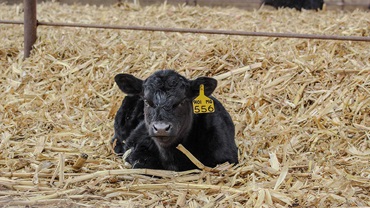 The SDSU Cow-Calf Education and Research Facility. [Photo courtesy of SDSU.]