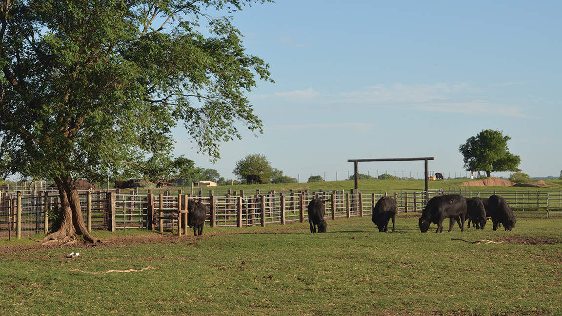 cattle near a fence