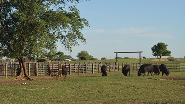 cattle near a fence