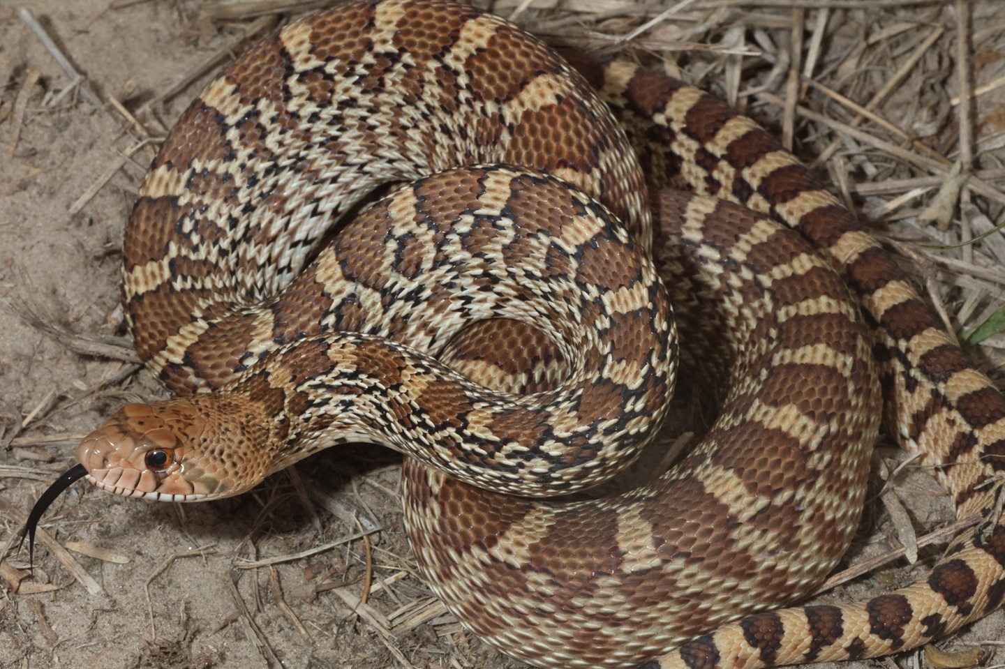 Nonvenomous-gopher-snake