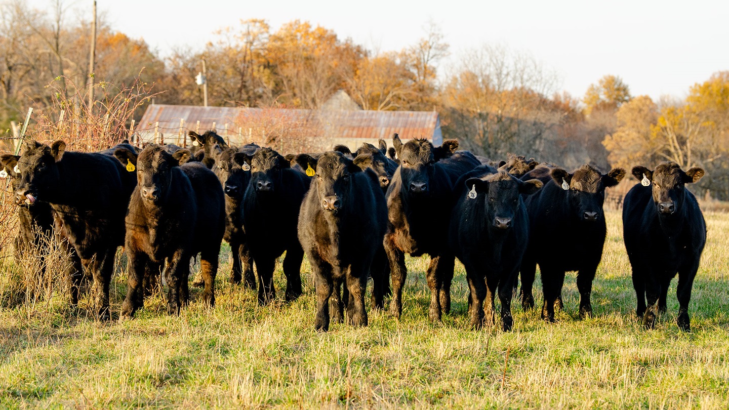 Feeders on pasture