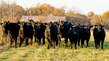 Feeders on pasture