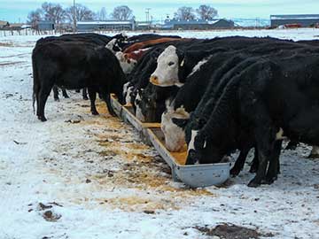 Dried distillers’ grains, or DDGs, have proven to be a viable alternative feed for many cattlemen. However, SDSU’s Erin DeHaan cautions that you should use caution in feeding DDGs if your water supply is high in sulfates.
