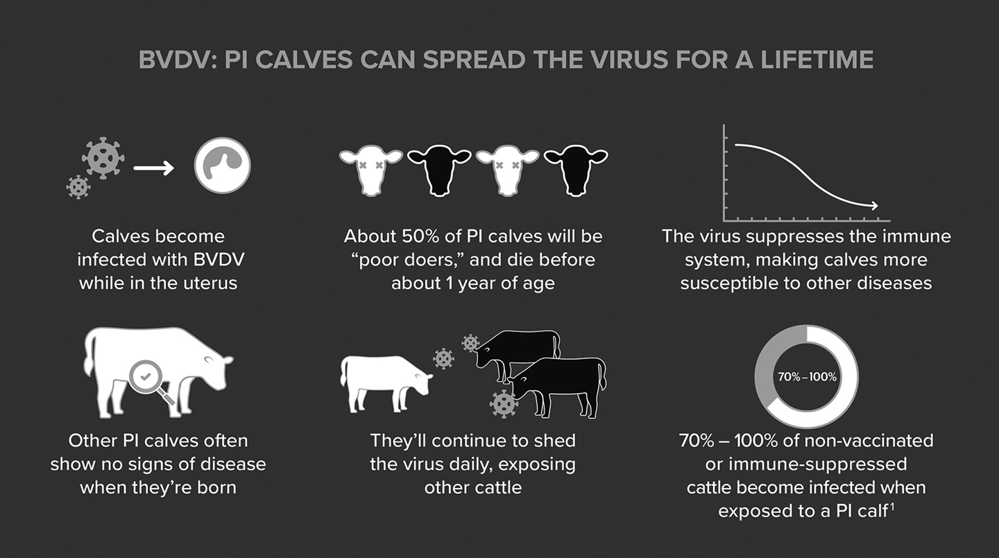 Fig. 1: When a calf is infected with BVDV in utero, it will be born persistently infected and will shed the virus for their lifetime.