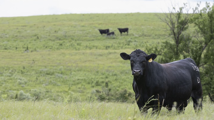 dalebanks herd