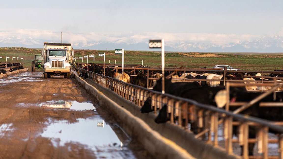 Feeding cattle