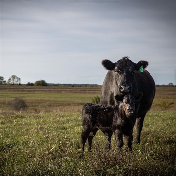 An Angus cow and her nursing calf standing together in a pasture.