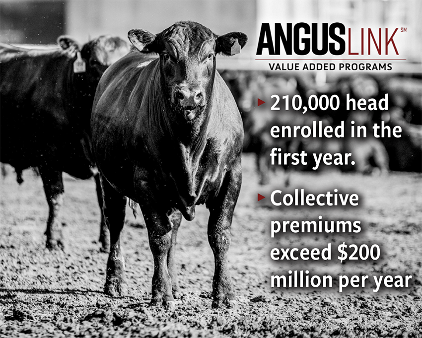 Steer in feedyard. 210,000 head enrolled in the first year. Collective premiums exceed $200 million per year