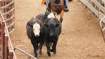 Pen rider on a horse pushing a black angus steer through an alleyway at a stockyard.