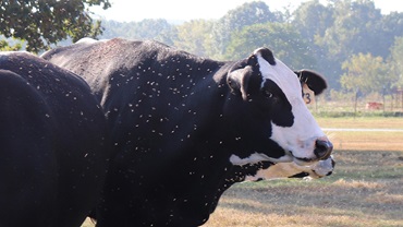 cow with files