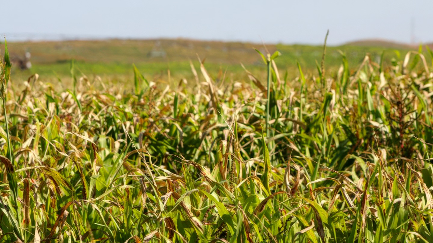 grass