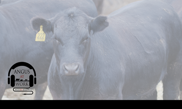 Black steer calf at sale barn. 
