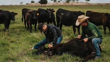 two boys holding calf down