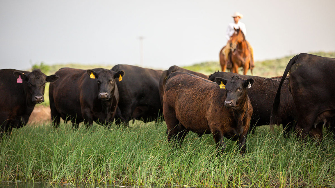 cattle in pasture