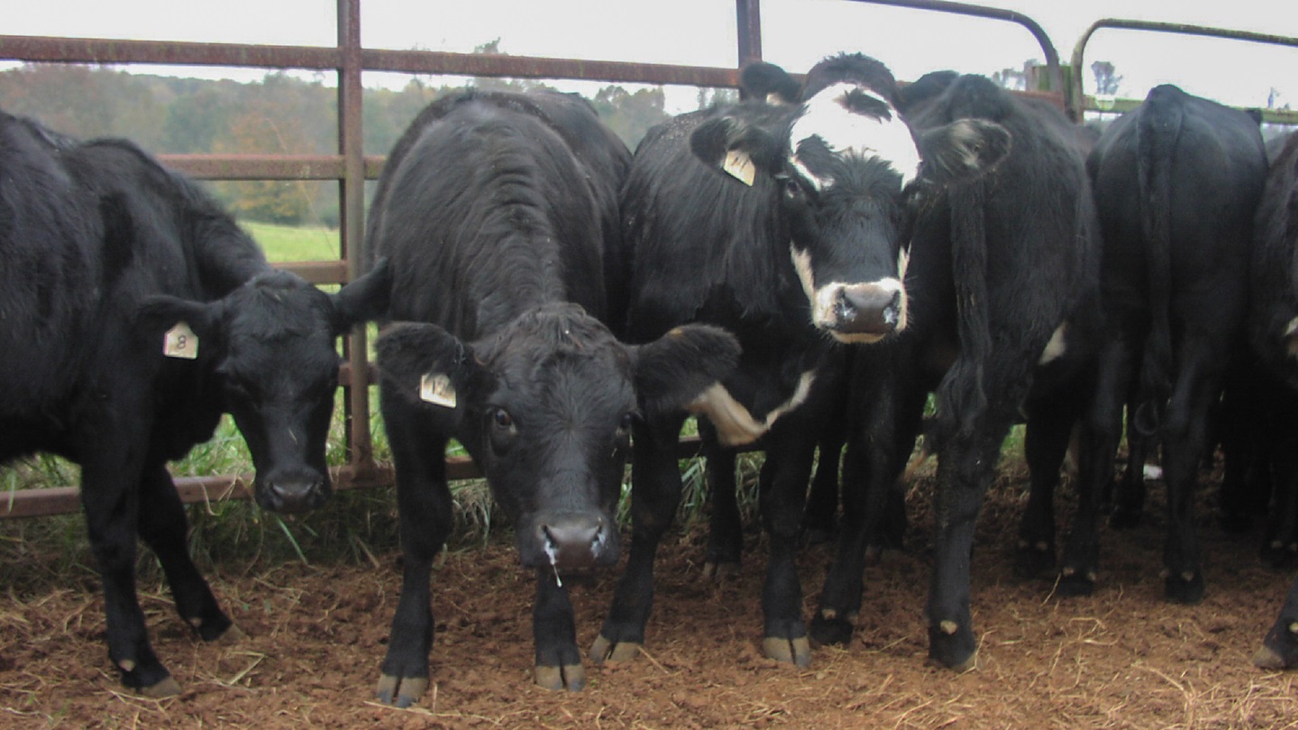 cows