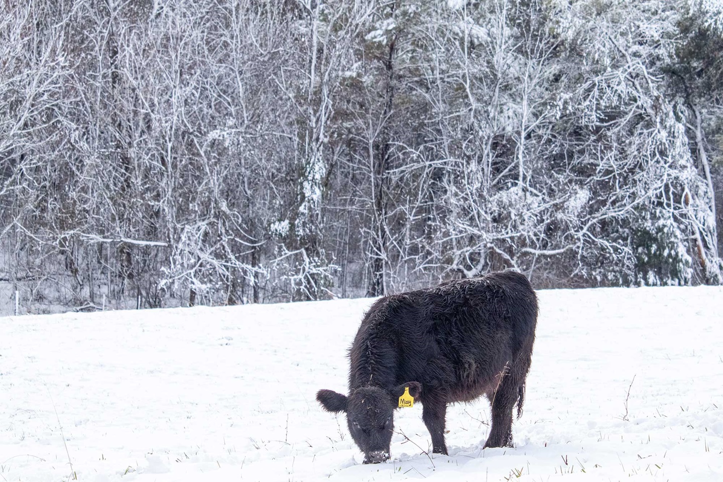 cow grazing in snow