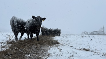 cows in the cold