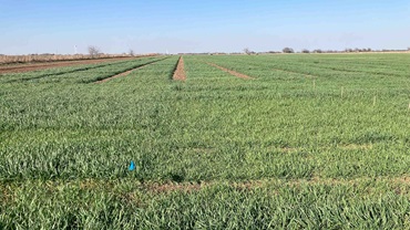 Wheat variety and nitrogen trials from Texas A&M AgriLife near McGregor show good growth but need additional moisture. [Photo by Calvin Trostle/Texas A&M AgriLife.]