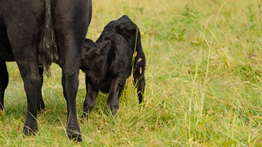 calf nursing