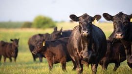 A pair of black Angus cows look forward among a pasture of cattle.