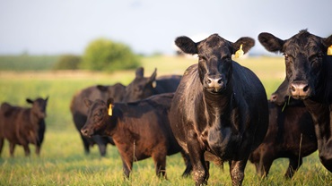 A pair of black Angus cows look forward among a pasture of cattle.