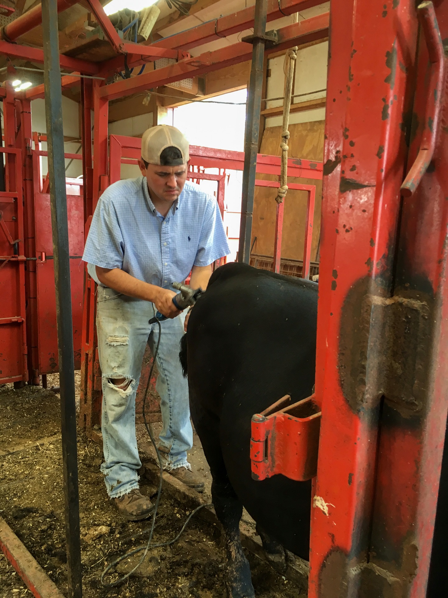 working cattle