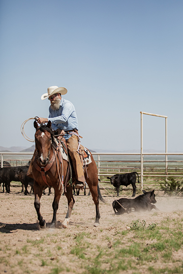 cowboy on a horse roping a calf