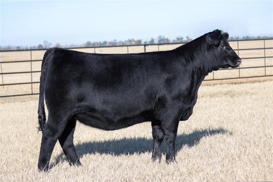 Wilks Rita 4728 to sell as the 2026 Angus Foundation Heifer Package, donated by Wilks Ranch of Eastland, Texas. The sale of the Angus Foundation Heifer Package will take place Friday, January 9, 2026, at the 87th National Angus Bull Sale during Cattlemen’s Congress in Oklahoma City.  