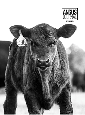 Current Angus Journal Issue Cover