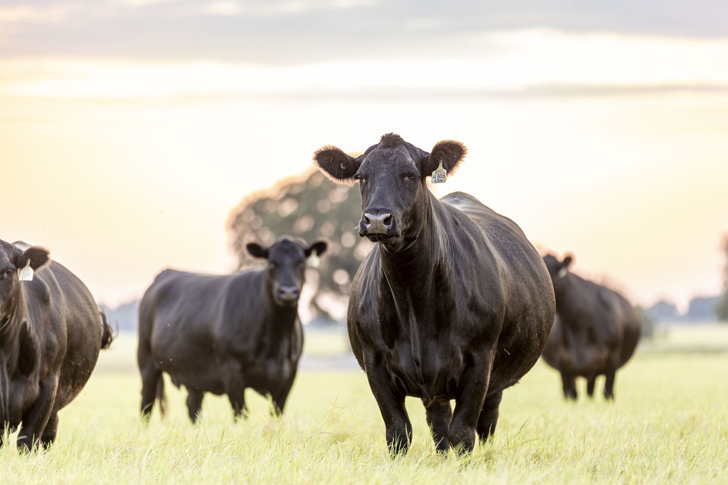 She Leads the Way - Angus cows in pasture