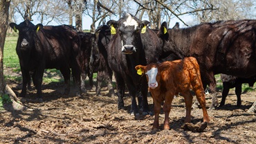 2-year-old with calf