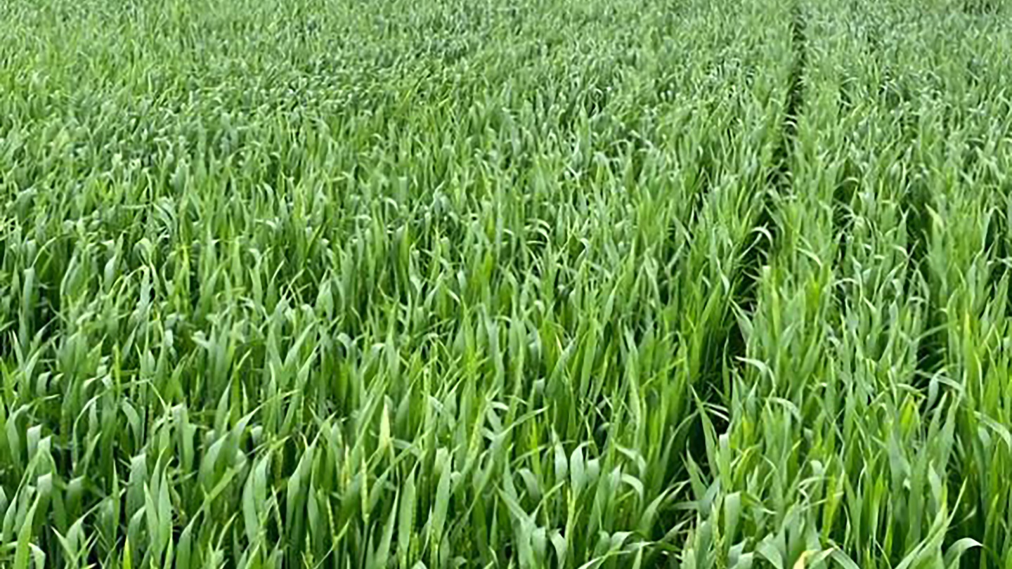 Wheat. MU Extension photo 