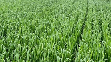 Wheat. MU Extension photo 