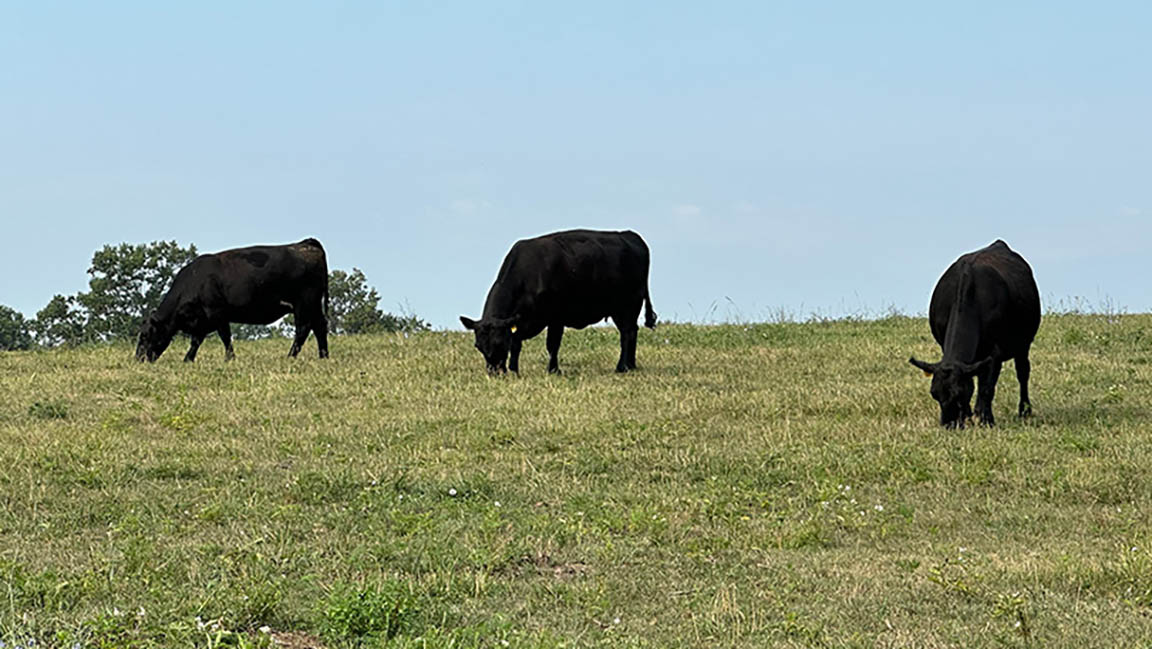 cows in field