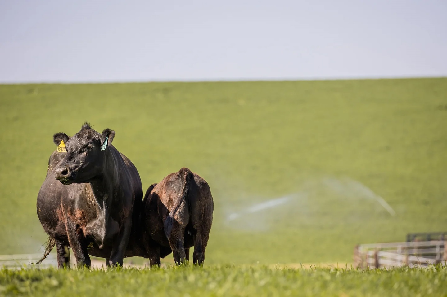 cow and calf on grass