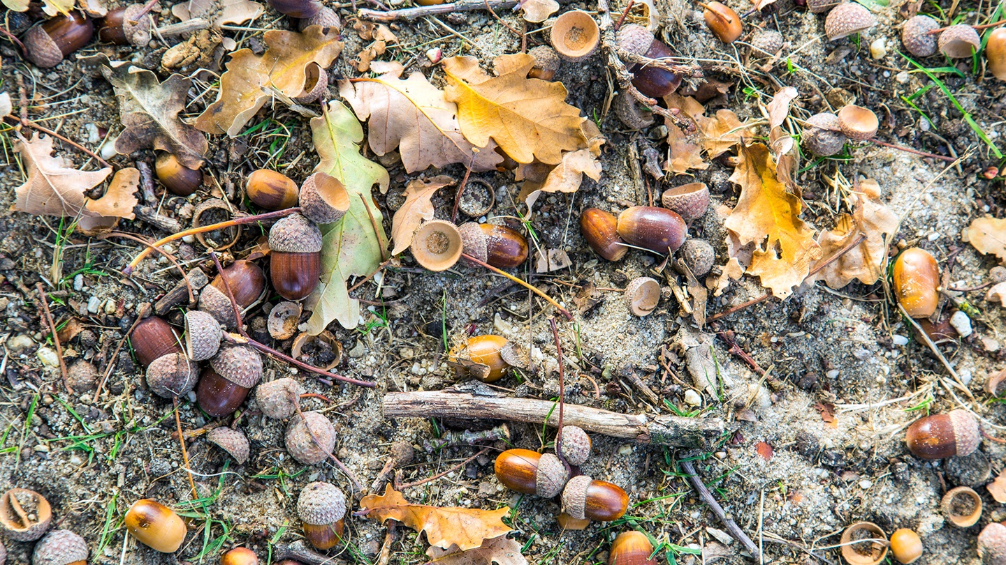 acorns on the ground