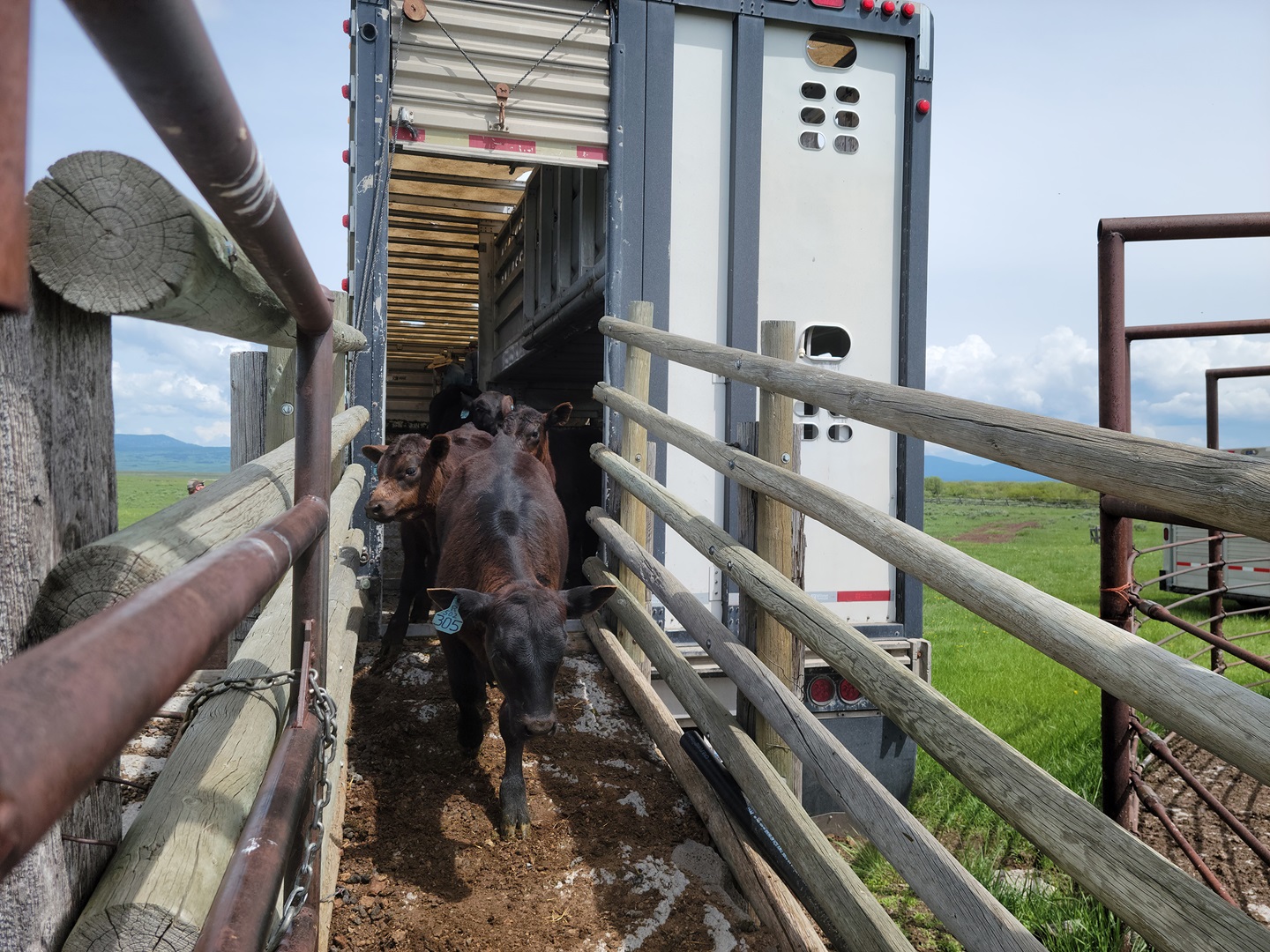 The first mistake anyone makes about livestock insurance is assuming anything while lacking a full explanation.