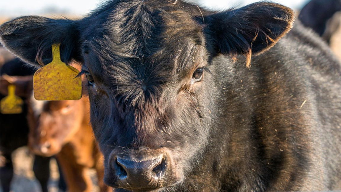 1024EXTRAhn_B_SupplementCalves-1x1v2