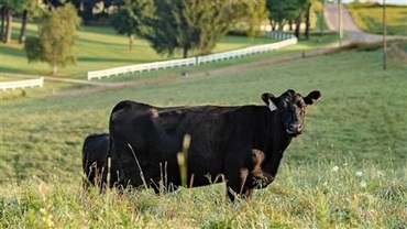 Black Angus cow and calf standing amongst a lush pasture