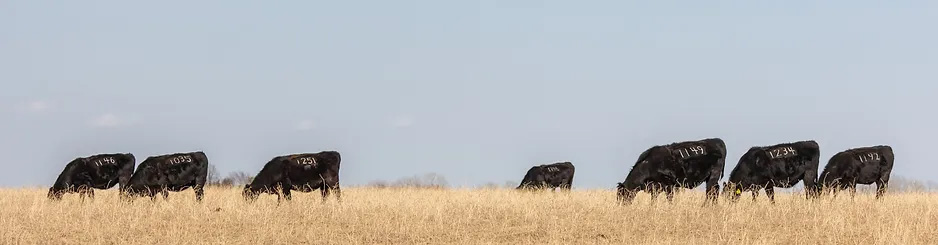 Angus Cattle on Grass