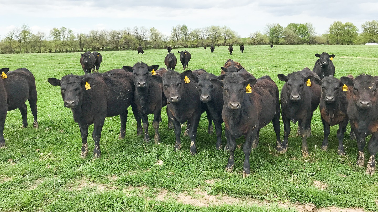 steers and heifers