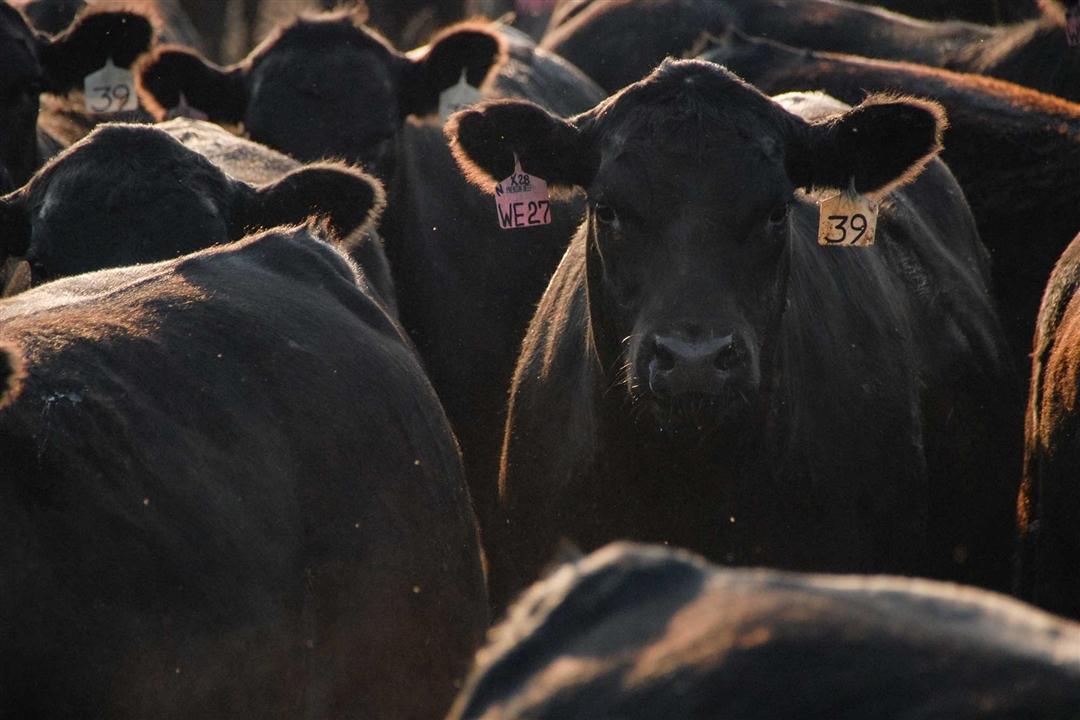 Yearling calves in a group up close.