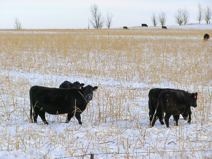 When grass gets covered with snow or temperatures drop dramatically, cows require more feed.