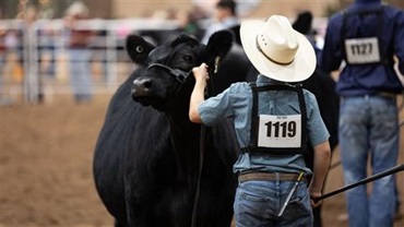 Young boy exhibiting an Angus heifer.