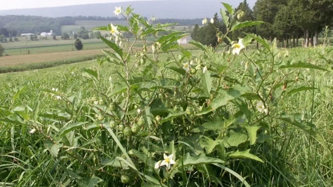 Horsenettle in a pasture setting. [Photo by Dwight Lingenfelter.]