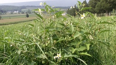 Horsenettle in a pasture setting. [Photo by Dwight Lingenfelter.]