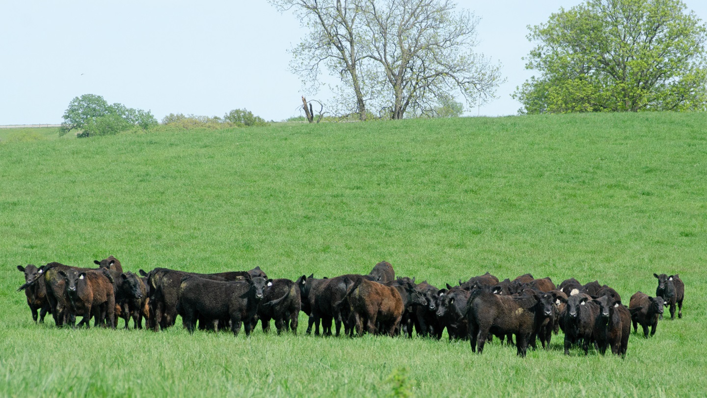Weaned calves on pasture